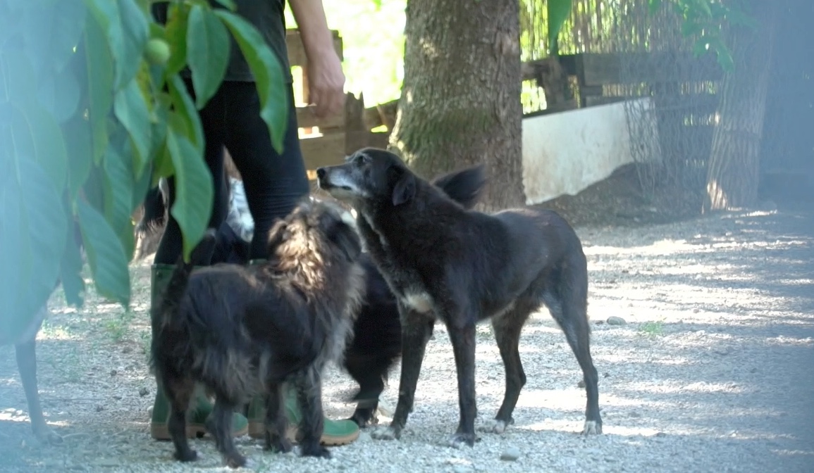 Canile e oasi felina di Lerchi affidati per tre anni a ENPA